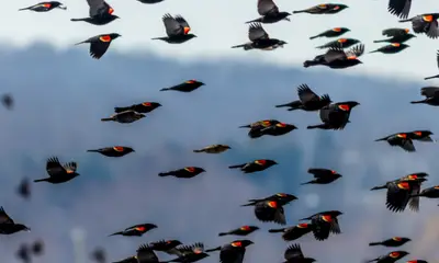 Black birds in Wisconsin