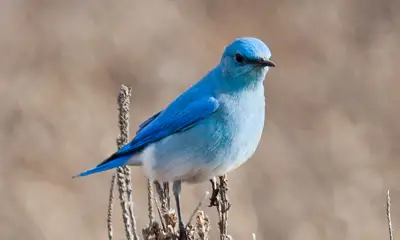 Blue birds in Arizona