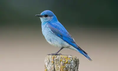 Blue birds in Colorado