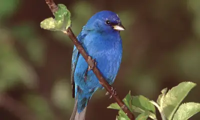 Blue birds in Wisconsin