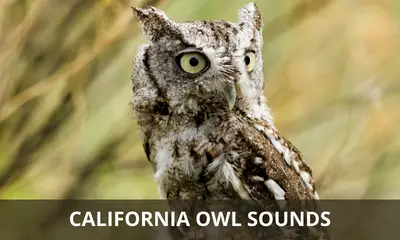 California owl sounds