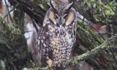 Colorado owl sounds