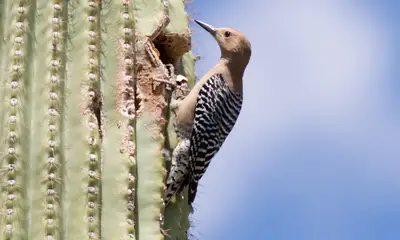 Common birds in Arizona