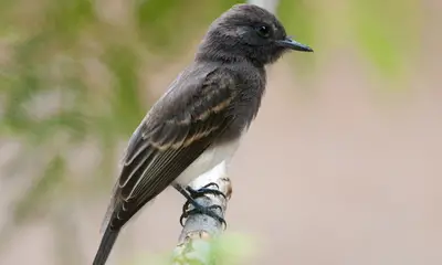 Common birds in California