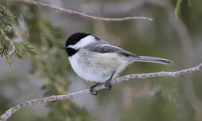 Common birds in Wisconsin