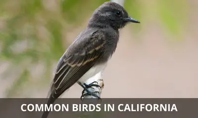 Common types of birds found in California