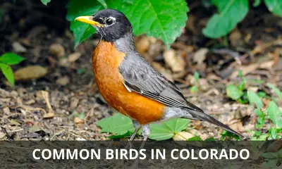 Common types of birds in Colorado
