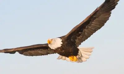 Large birds in Colorado
