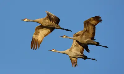 Large birds in Wisconsin