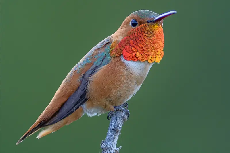 Photo of Allen's Hummingbird adult male