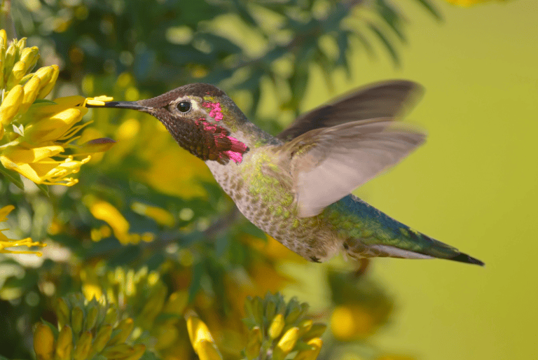 Small birds with red head – Global Birding Initiative