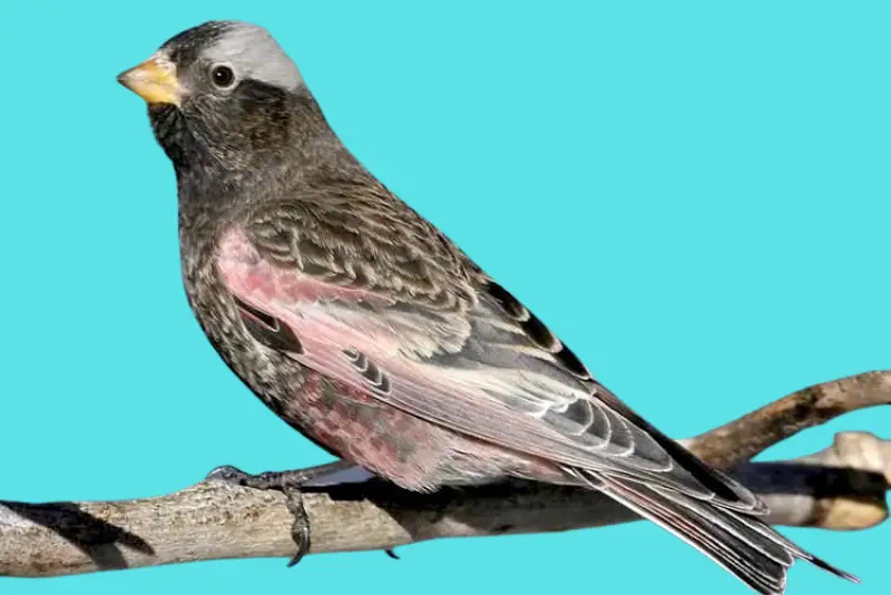 Photo of Black Rosy-Finch adult male
