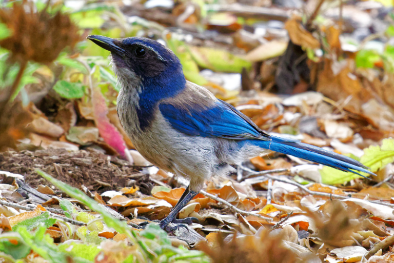 Blue and white birds – Global Birding Initiative