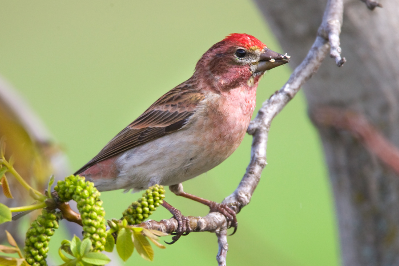 Photo of Cassin's Finch adult male