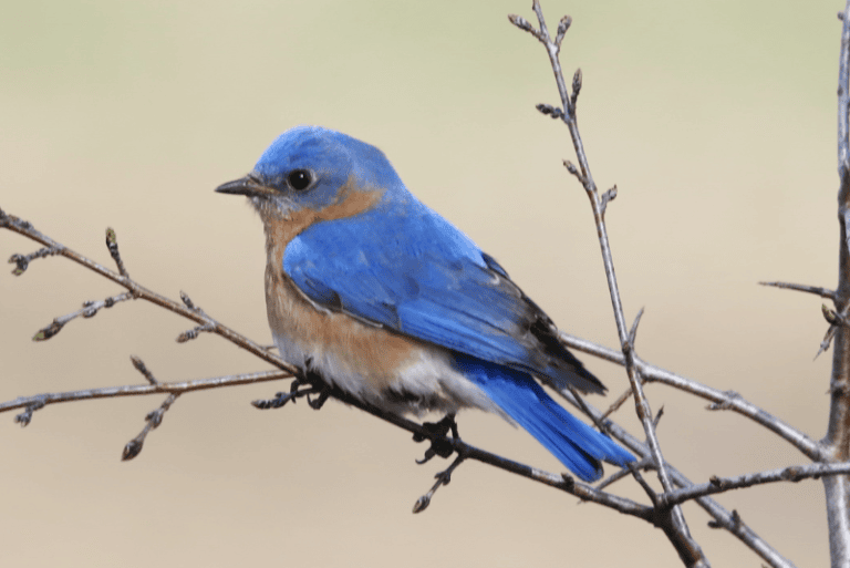 types-of-blue-birds-global-birding-initiative