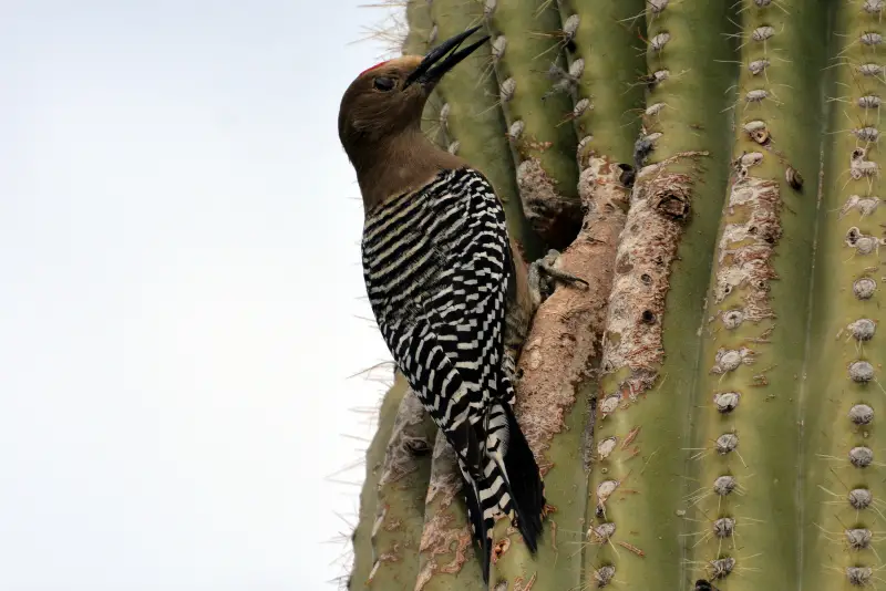 Photo of Gila Woodpecker adult male