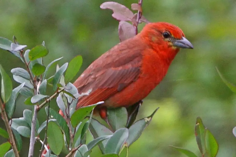 Photo of Hepatic Tanager adult male