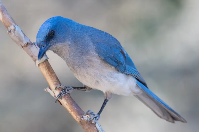 Photo of Mexican Jay adult