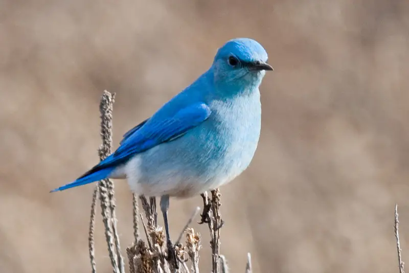 Photo of Mountain Bluebird adult male