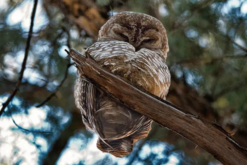 Photo of Spotted Owl adult