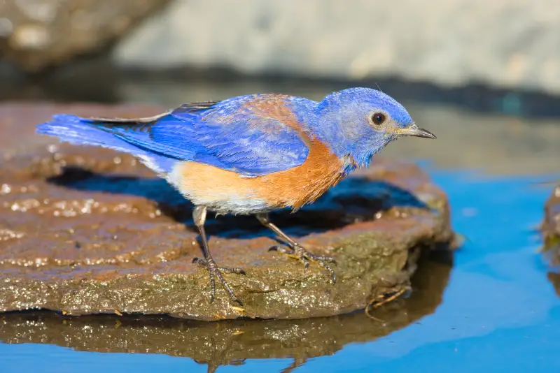 Photo of Western Bluebird adult male