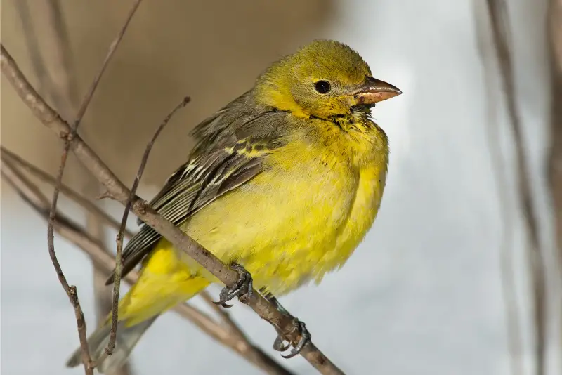 Photo of Western Tanager adult female