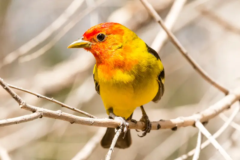 Photo of Western Tanager adult male