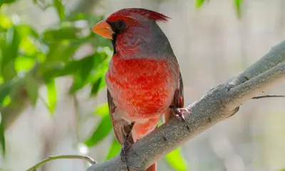 Red birds in Arizona