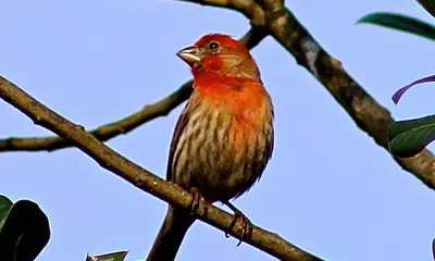 Red birds in California
