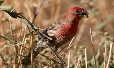 Red birds in Colorado