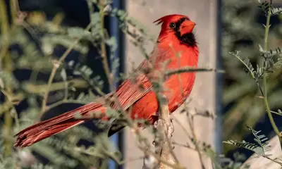 Red birds in Wisconsin