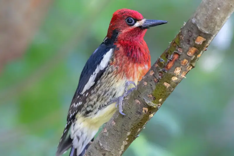Photo of Red-breasted Sapsucker