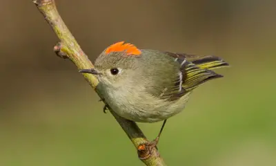 Small birds in California