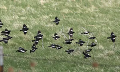 Small birds in Colorado