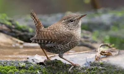 Small birds in Wisconsin