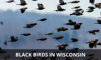 Types of back birds found in Wisconsin