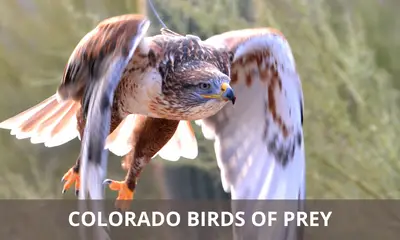Types of birds of prey found in Colorado
