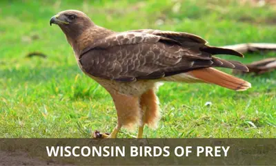 Types of birds of prey found in Wisconsin
