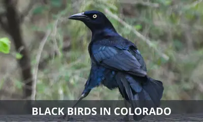 Types of black birds in Colorado