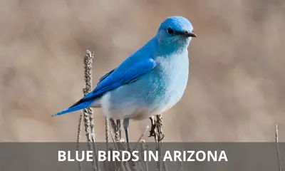 Types of blue birds found in Arizona