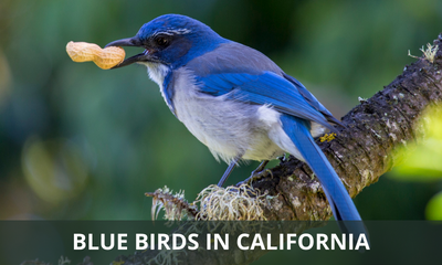 Types of blue birds found in California