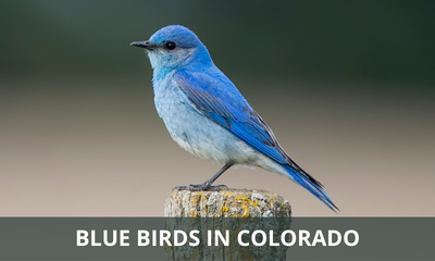 Types of blue birds found in Colorado