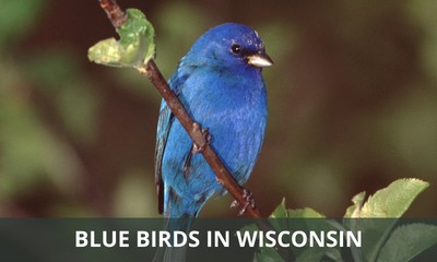 Types of blue birds found in Wisconsin