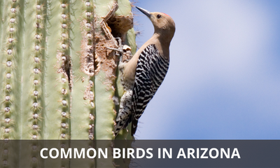 Types of common birds found in Arizona