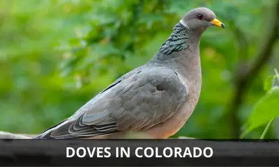 Types of doves found in Colorado
