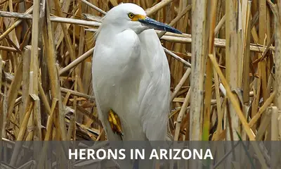 Types of herons found in Arizona