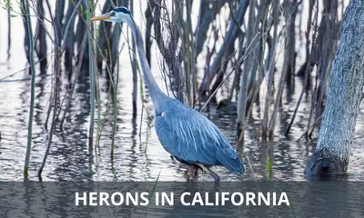 Types of herons found in California
