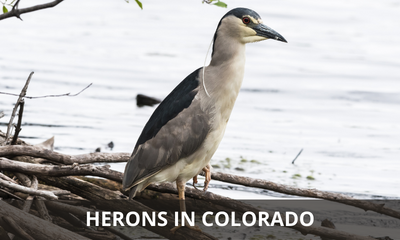 Types of herons found in Colorado