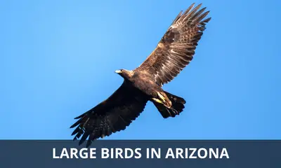Types of large birds found in Arizona