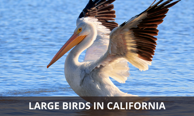 Types of large birds found in California
